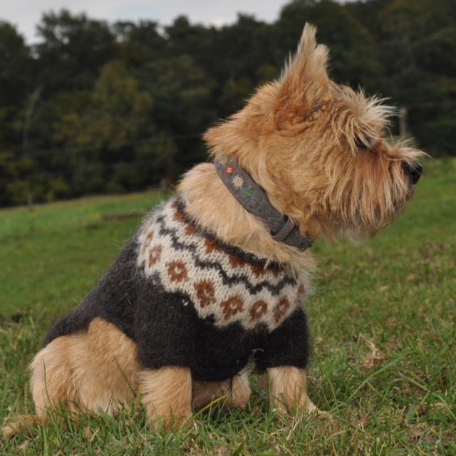 Jettes Pulli <span>ab 90,00 Euro</span>