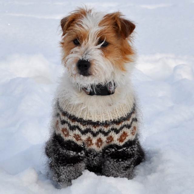 Peppels Pulli <span>ab 90,00 Euro</span>